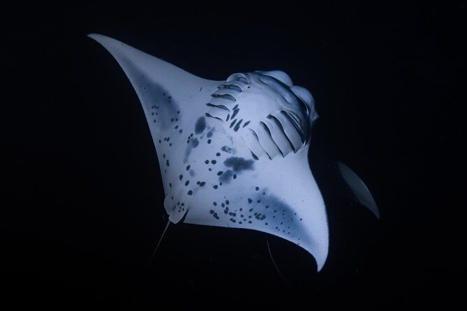 Night Manta Ray Snorkel with Videos - The Heart of the Tour: Snorkeling with Giant Manta Rays
