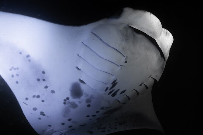 Night Manta Ray Snorkel with Videos - What’s Included and What You Need to Bring