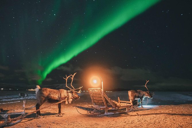 Night Reindeer Sledding with Camp Dinner and Chance of Northern Lights - Exploring Tromsø’s Reindeer Camp in the Arctic Night