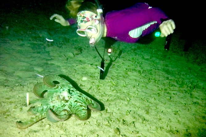 Night Snorkeling - Observation of octopus and other species - Guides and Their Knowledge
