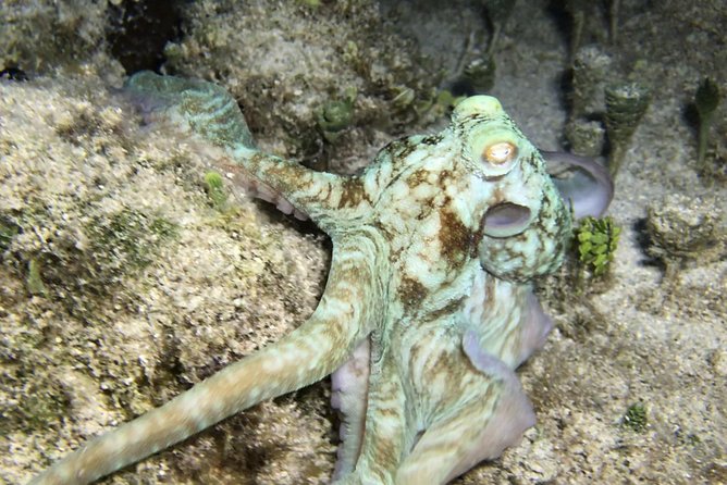 Night Snorkeling - Observation of octopus and other species - Physical Demands and Suitability