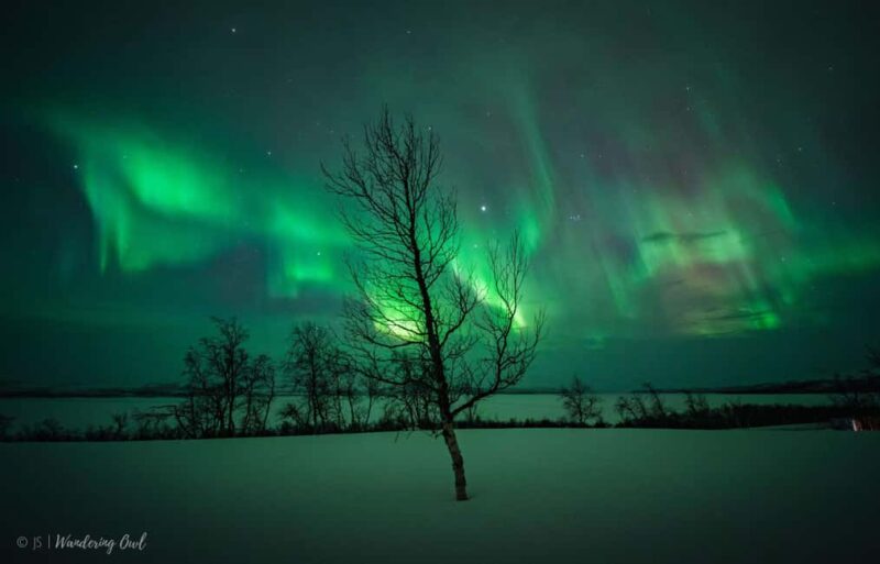 Night Star Walk on Snowshoes in the Finnish Wilderness - Discover the Arctic Night on Snowshoes in Finland’s Wilderness