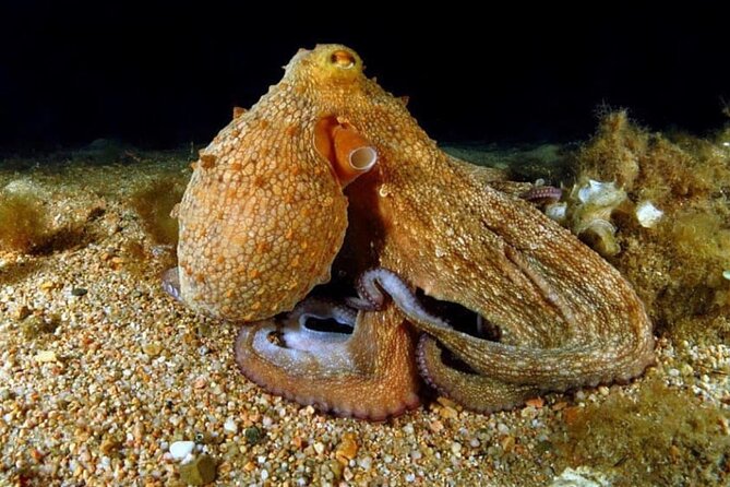 Night-Time Snorkel at TurtleTown with Stars, Lights, and Photos - Starting Point at Makena Landing Park
