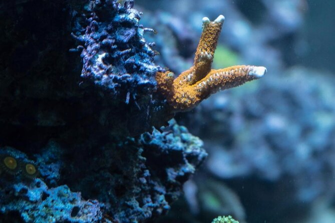 Night-Time Snorkel at TurtleTown with Stars, Lights, and Photos - The Role of the Guides and Personal Service