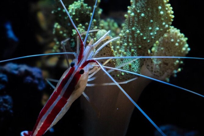 Night-Time Snorkel at TurtleTown with Stars, Lights, and Photos - The Equipment and Lighting Setup