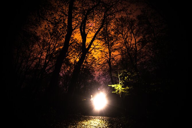 Night Tour in Hoia Baciu Forest - Starting Point and Tour Schedule in Cluj-Napoca