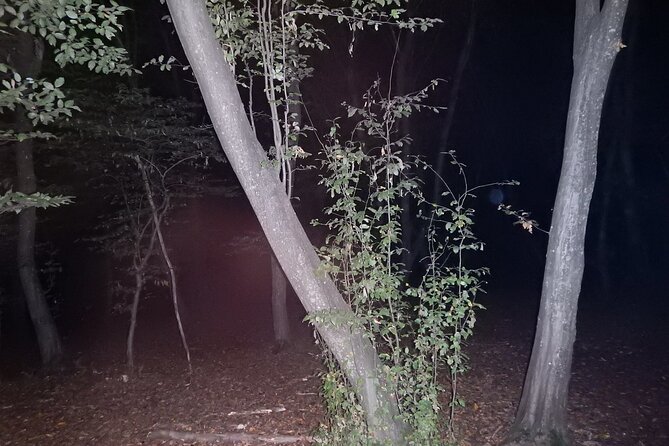 Night Tour in Hoia Baciu Forest - The Atmosphere and Night-Time Experience