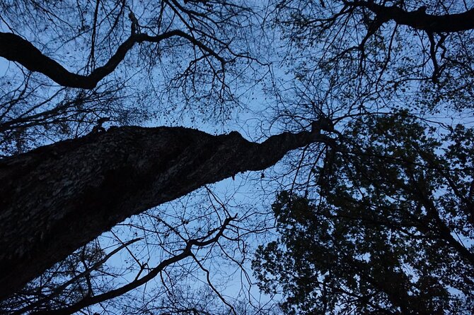 Night Tour in Hoia Baciu Forest - The Sum Up: A Nighttime Journey into Romania’s Mysteries