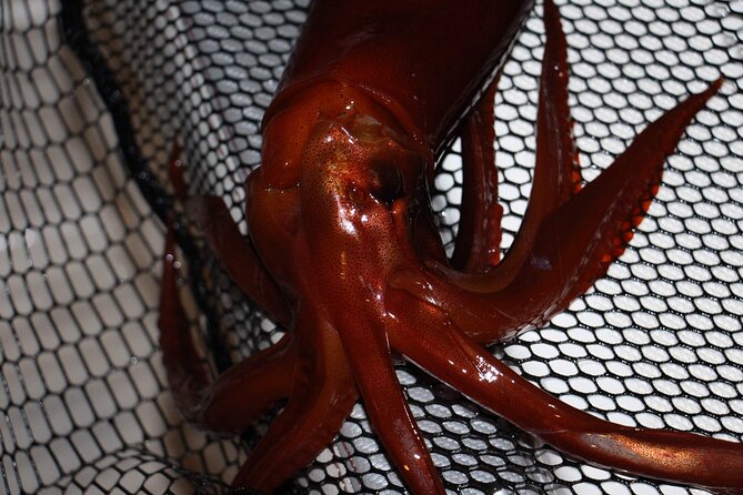 Nightly squid fishing - private tour - Key Points