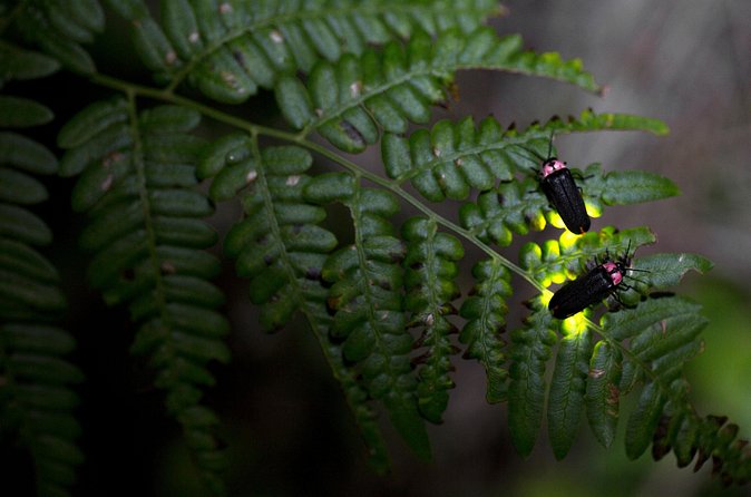 Nighttime Forest Firefly Hike - Environmental Responsibility and Habitat Protection