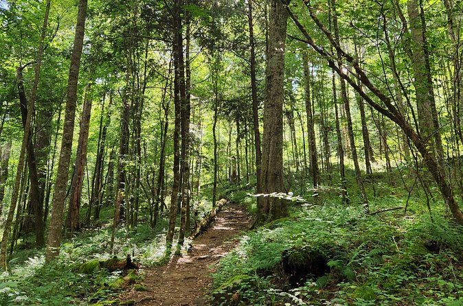 Nighttime Forest Firefly Hike - The Tour’s Seasonality and Booking Insights