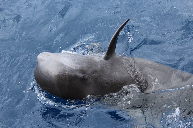 No chase Whale & Dolphin tour putting Marine Life first - we care - Who Will Enjoy This Tour?