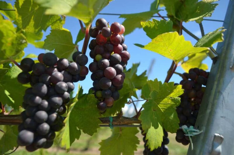 NON BUS VIP Red Wine Lovers Old Mission Traverse Wine Tour - Winery Stops and Tasting Highlights