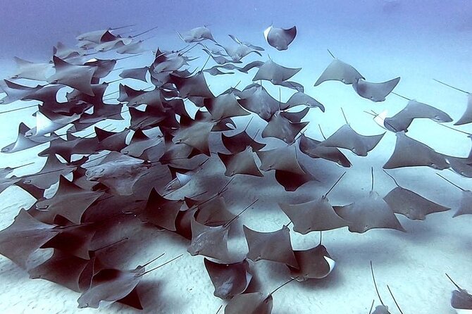 Non-Certified Diving Adventure in Cabo San Lucas - The Location: Piedra del Pelicano