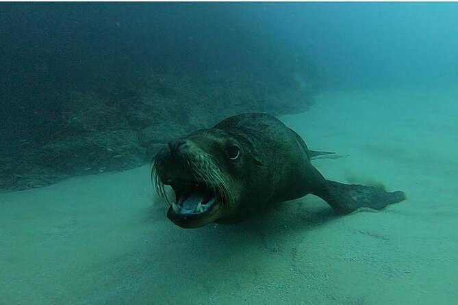 Non-Certified Diving Adventure in Cabo San Lucas - Cancellation Policy and Booking Considerations