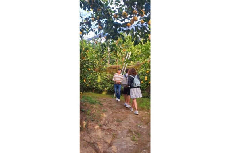 Nonno Mario Lemon Tour - Exploring the Ancient Lemon Grove and Family Farm Traditions