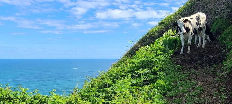 Nordeste/Northeast coast FULL DAY Waterfalls Hike - Explore the Nordeste/Northeast Coast FULL DAY Waterfalls Hike in São Miguel, Portugal