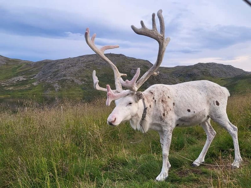 North Cape and King Crab Tour with Sámi Camp Tour - Key Points