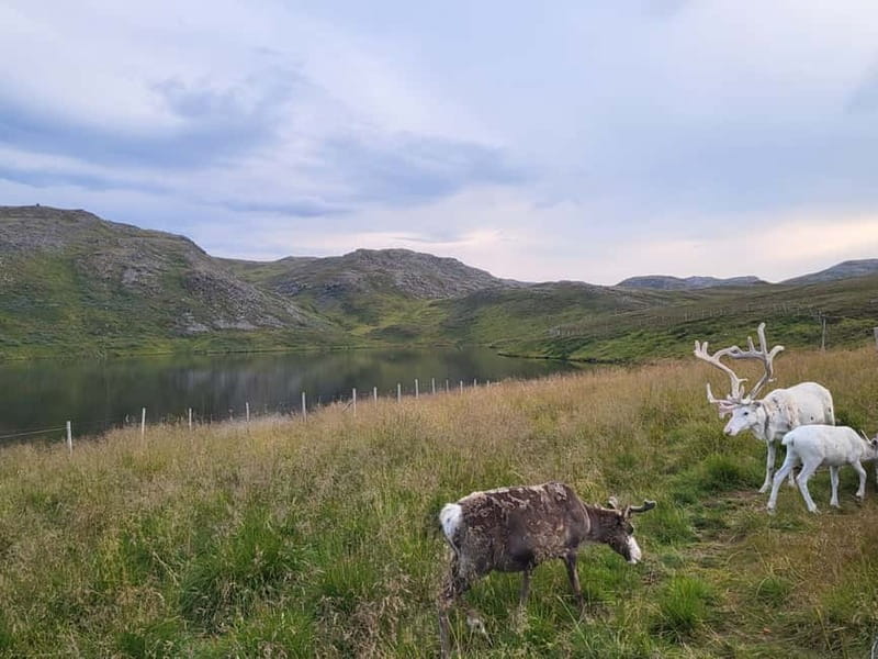 North Cape and King Crab Tour with Sámi Camp Tour - Close-up with King Crabs and Photo Opportunities