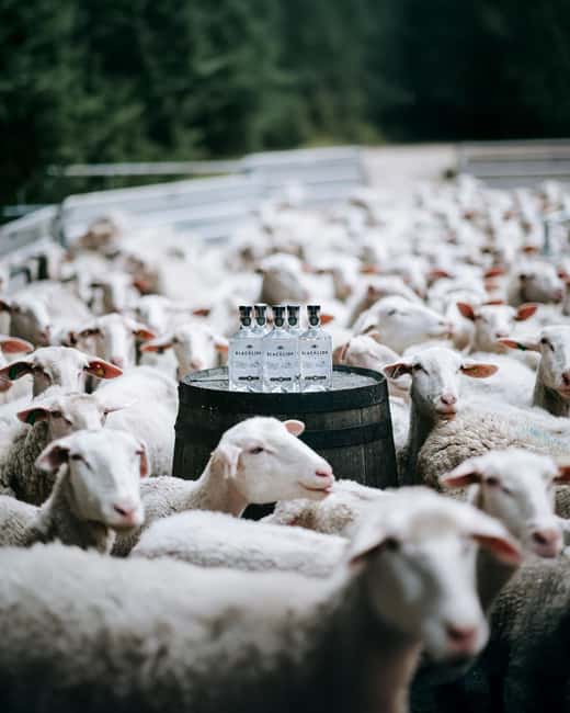 North Cotswolds: Farm Experiences at The Vodka Farm - Discovering the BLACKLION Farm in the North Cotswolds