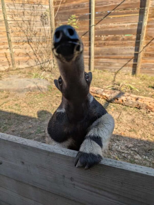 North Florida Wildlife Center General Admission - Explore North Florida Wildlife Center at Your Own Pace