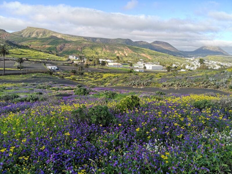 North Lanzarote: Cave, Jameos del Agua, and Viewpoint - Valley of The Thousand Palms: A Serene Oasis in Haría