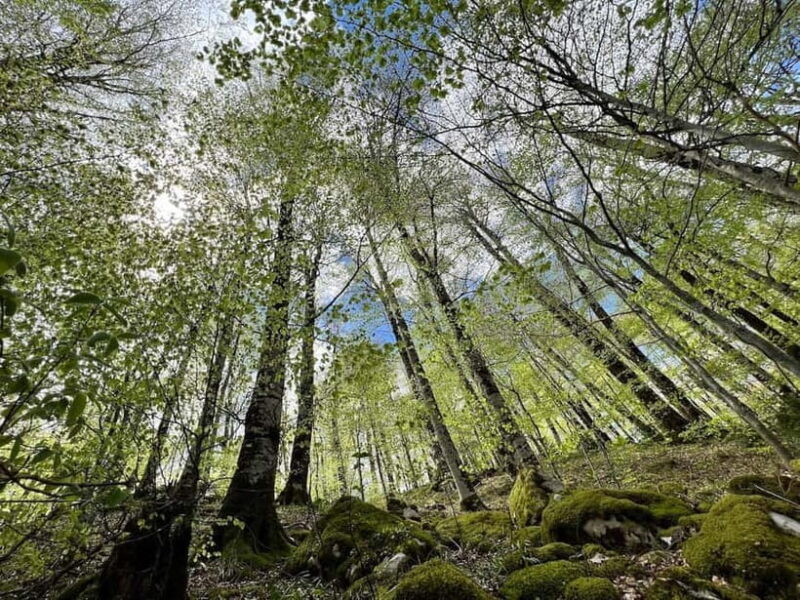 North Montenegro return trip - Biogradska Gora National Park - How This Tour Compares to Other Montenegrin Experiences