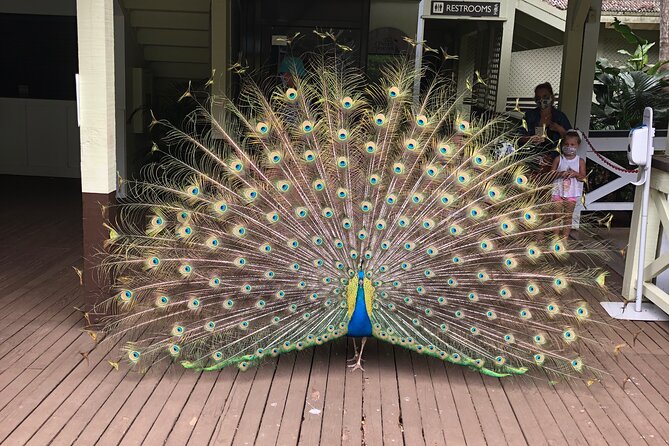 North Shore day,Waterfalls and Turtles Tour - Practical Details and Transportation