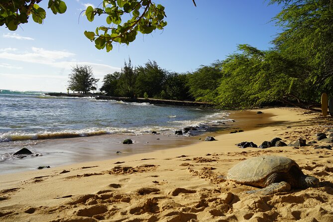 North Shore Surfing Lessons Oahu Hawaii - Pricing, Flexibility, and Cancellation Policy