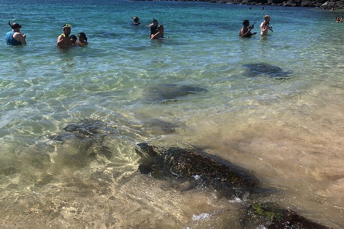 North Shore / Waimea, Falls Day & Swim with Turtles - Beach Visits and Wildlife Encounters on the North Shore