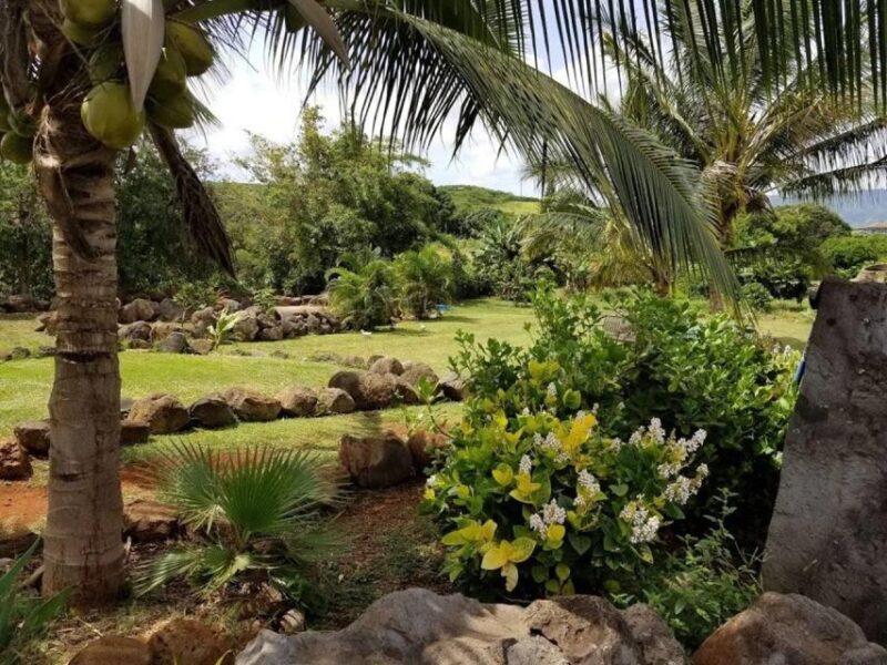 North Shore's best day! River, Turtles, Farm with Lunch - North Shore’s Authentic Experience with Scenic and Tasty Highlights