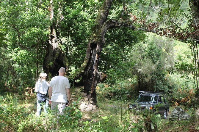 North Tour & Wine Tasting - 4x4 (Small Groups) - Visiting Ponta Delgada and São Vicente