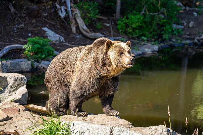 North Vancouver and Grouse Mountain Tour - Discover Vancouver’s North Shore for $174.12 per person in a 6.5-hour guided tour that covers iconic sights, cultural highlights, and breathtaking mountain views.