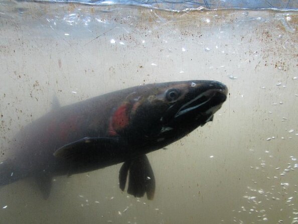 North Vancouver Discovery Private Tour - Explore North Vancouver in a Private, Personalized Setting