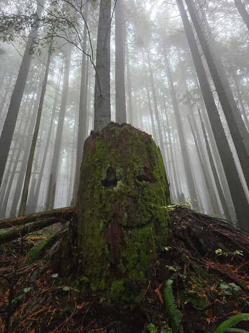 North Vancouver: Guided Forest Therapy & Forest Bathing Walk - The Practice of Forest Bathing in North Vancouver