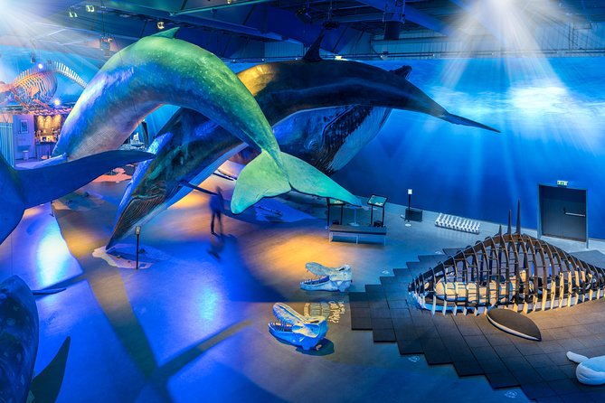 Northern Lights by Boat with a Backup Plan from Reykjavik - What Travelers Say About Their Experience