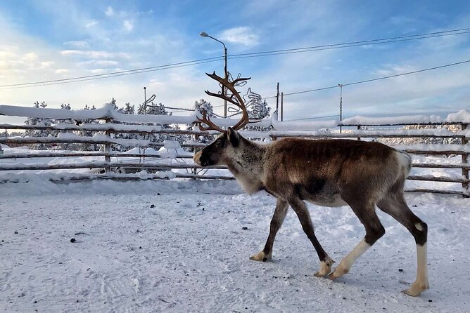 Northern Lights Holiday in Finland - Chasing the Aurora: Night-time Adventures and Workshops