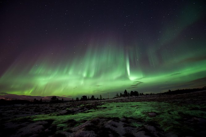 Northern Lights Husky Visit - Northern Lights Husky Visit: An Authentic Arctic Experience in Tromsø