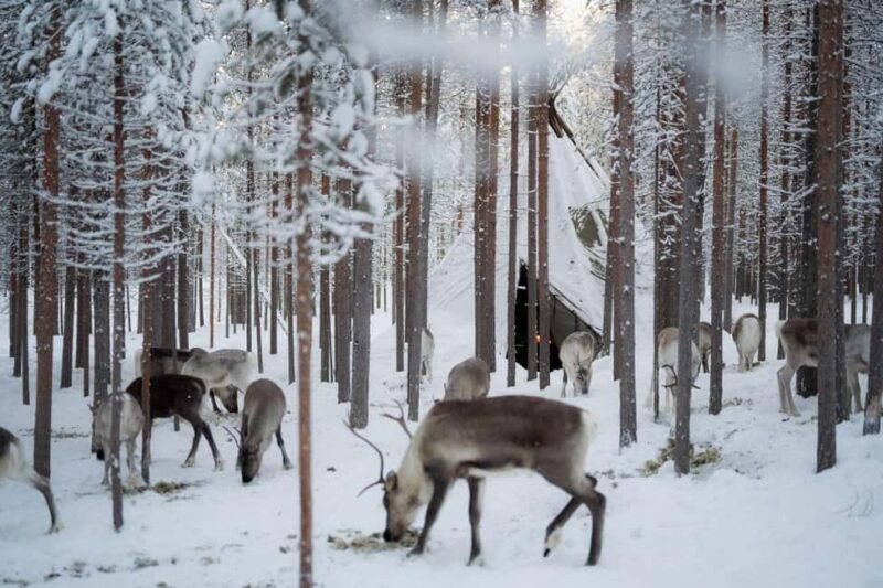 Northern Lights & Reindeer Experience - A Cozy 2-Hour Night in Lapland with Reindeer and the Aurora