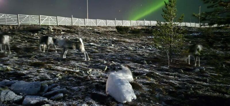 Northern Lights Snowshoe Hike in Levi with Latvian Guide - Practical Tips for Participants