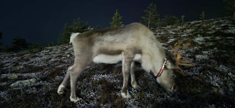 Northern Lights Snowshoe Hike in Levi with Latvian Guide - Who Will Most Enjoy This Snowshoe Hike