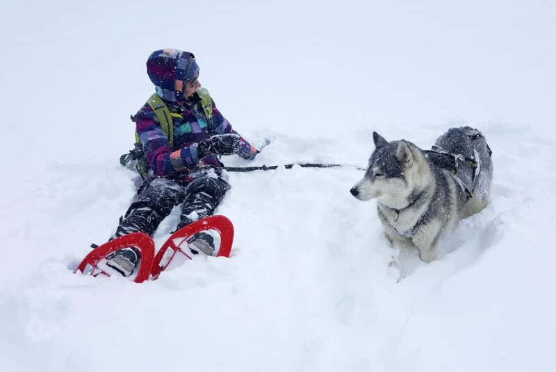 Northern Norway: guided snowshoe tour with a husky - Starting Point at Øvergårdveien 401 in Innlandet County