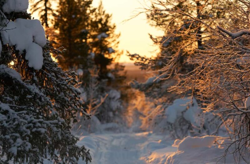 Northern Norway: guided snowshoe tour with a husky - Wildlife Spotting in the Norwegian Wilderness