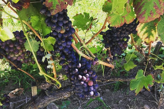 Northern Rhône Valley From Lyon Full day - The Role of the Guides and Overall Service