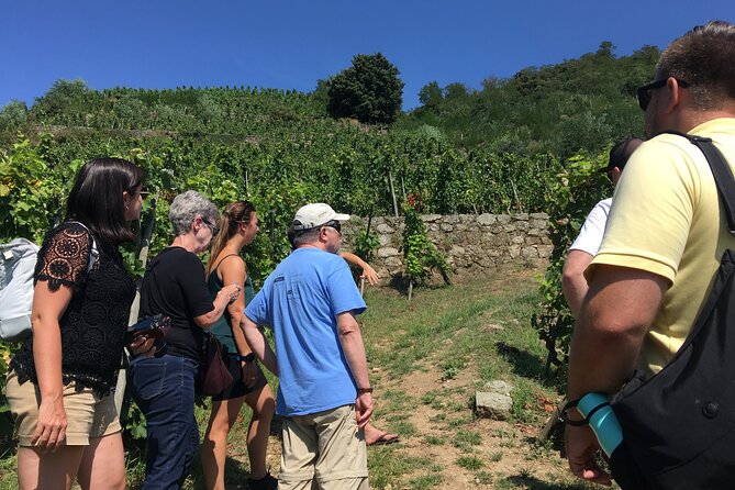 Northern Rhône Valley Wine tour from Lyon Half Day - Key Points