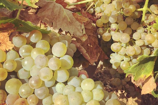 Northern Rhône Valley Wine tour from Lyon Half Day - Departing from Lyon’s Place Bellecour