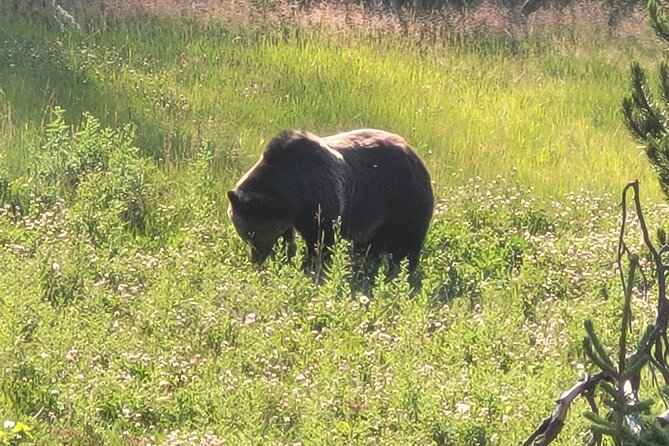 Northern Yellowstone Safari from Cody, WY - Starting Point and Tour Logistics in Cody