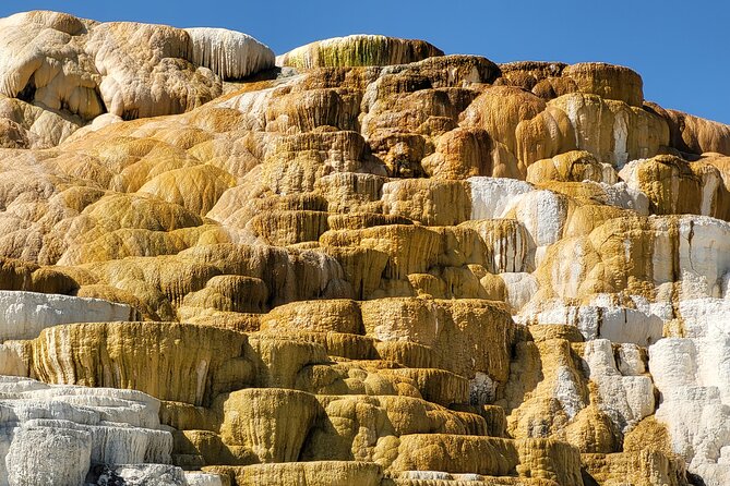 Northern Yellowstone Safari from Cody, WY - Lamar Valley: The Serengeti of the West