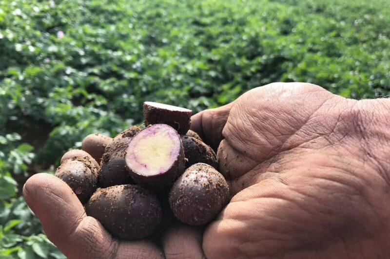 Northumberland: 6 Hour Meet the Makers Food Tour - Discover Northumberland’s Flavors on a 6-Hour Meet the Makers Food Tour