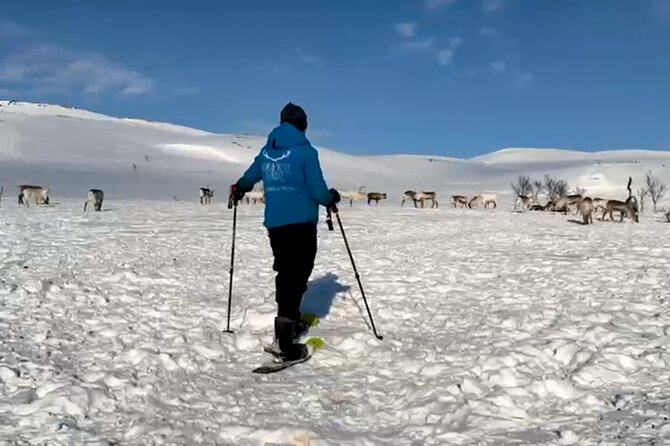 Norway Troms Snowshoe Activity with Guided Tour - The Sum Up: A Gentle but Authentic Arctic Adventure